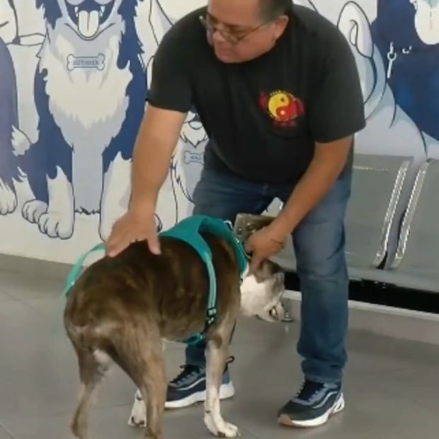 Autoridades han atendido más casos de gusano barrenador en perros.